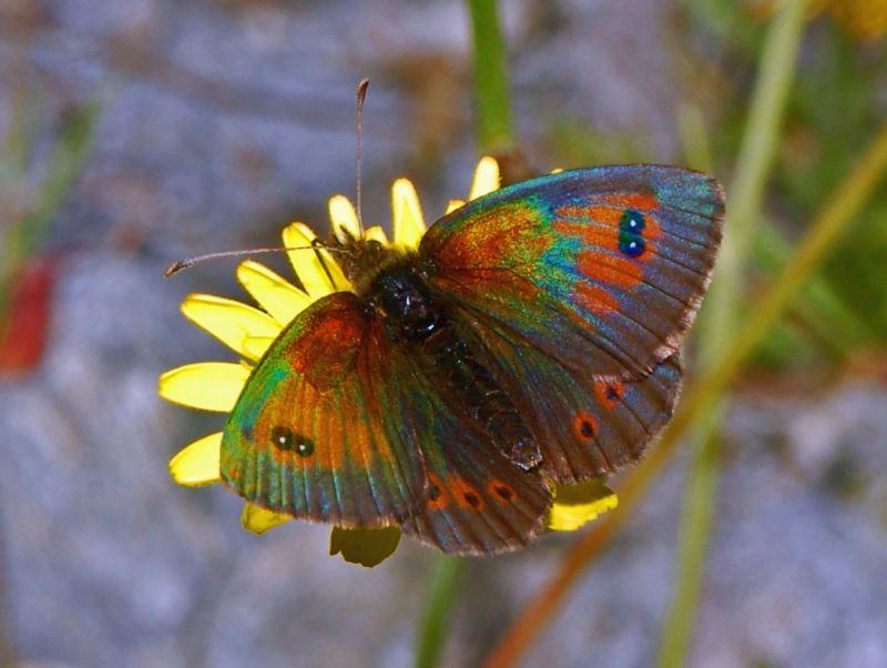 Che siano Erebia dromus? S